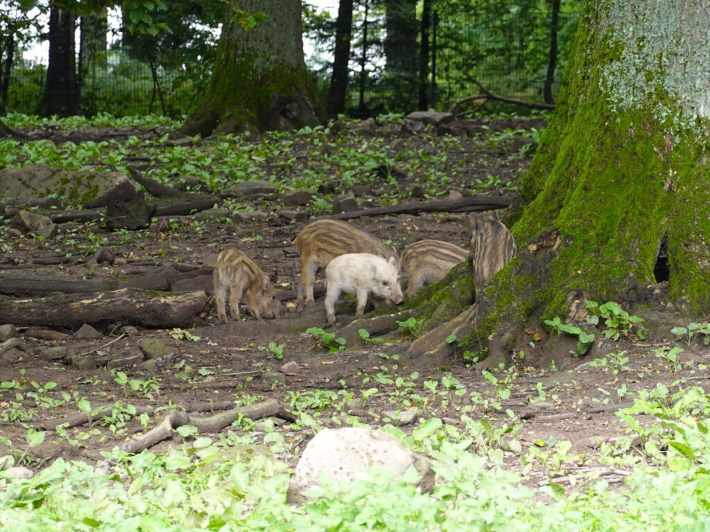Das Foto zeigt eine Rotte Frischlinge im Wald. Sie stehen zusammen am Fuße eines Baumes. Eines der Frischlinge ist ganz hellweiß. Was Du tun kannst, wenn Du einen verletzten Firschling oder ein anderes Tier gefunden hast, liest Du in meinem Beitrag.